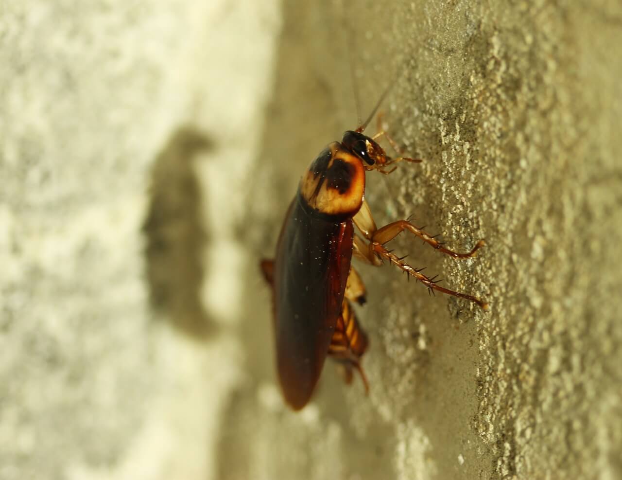 Plaga cucaracha