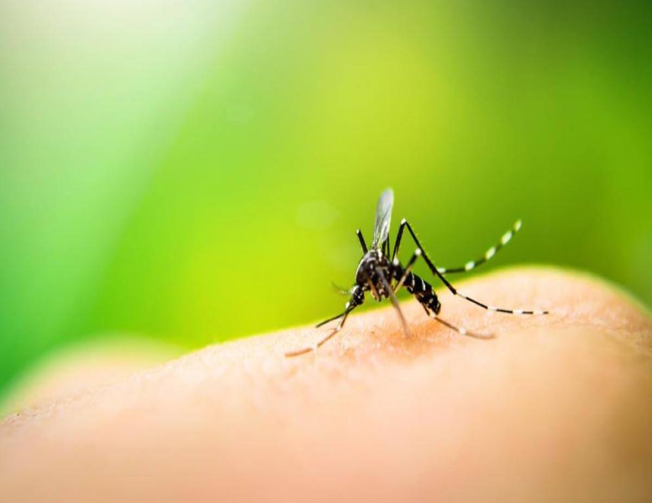 Plaga de mosquitos
